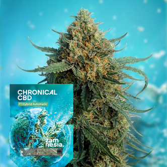Chronical CBD F1 Autoflower (Zamnesia Seeds) feminiserade