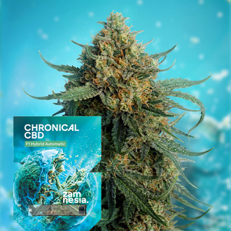 Chronical CBD 1:1 F1 Autoflower (Zamnesia Seeds) Feminiserade