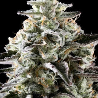 Mexican sativa (Kannabia) Feminiserade