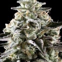 Mexican sativa (Kannabia) Feminiserade