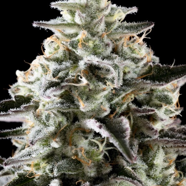 Mexican sativa (Kannabia) Feminiserade