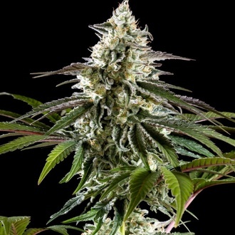 Mexican sativa (Kannabia) Feminiserade