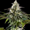 Mexican sativa (Kannabia) Feminiserade