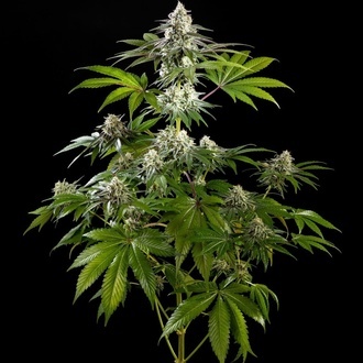 Mexican sativa (Kannabia) Feminiserade
