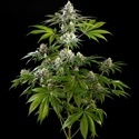 Mexican sativa (Kannabia) Feminiserade