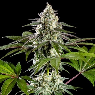 Mexican sativa (Kannabia) Feminiserade