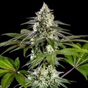 Mexican sativa (Kannabia) Feminiserade