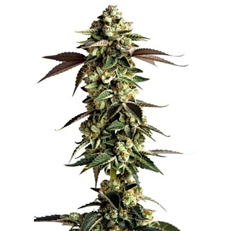 Blue Zushi (Growers Choice) feminiserade