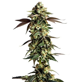 Blue Zushi (Growers Choice) Feminiserade