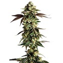 Blue Zushi (Growers Choice) Feminiserade