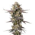 Double Donny Burger (Growers Choice) Feminiserade
