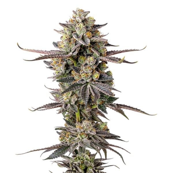 Double Donny Burger (Growers Choice) Feminiserade