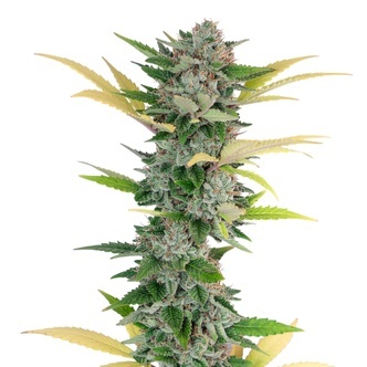 Gello Z (Growers Choice) feminiserade cannabisfr&ouml;n