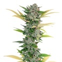 Gello Z (Growers Choice) Feminiserade