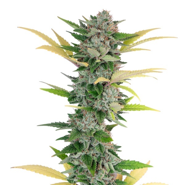 Gello Z (Growers Choice) Feminiserade