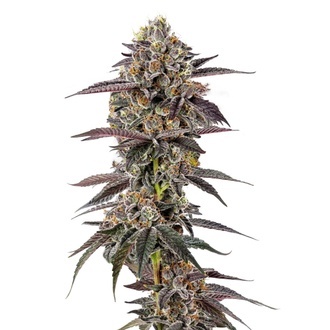 Lemon Cherry Mochi (Growers Choice) Feminiserade