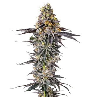 Lobster Butter (Growers Choice) feminiserade cannabisfr&ouml;n