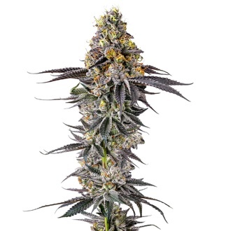 Lobster Butter (Growers Choice) Feminiserade