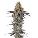 Lobster Butter (Growers Choice) Feminiserade