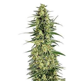 Permanent Whitemarker (Growers Choice) feminiserade cannabisfr&ouml;n