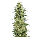 Permanent Whitemarker (Growers Choice) Feminiserade