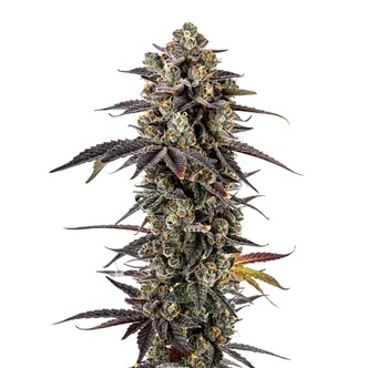 Pink Glitterbomb (Growers Choice) feminiserade