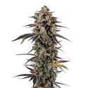 Pink Glitterbomb (Growers Choice) Feminiserade