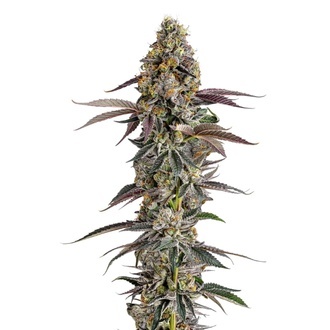 Platinum Mimosa Cookies (Growers Choice) Feminiserade