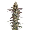 Platinum Mimosa Cookies (Growers Choice) Feminiserade