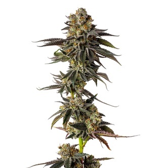 Toad Venum (Growers Choice) feminiserade cannabisfr&ouml;n