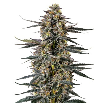 Triploid Iced Sangria (Growers Choice) feminiserade cannabisfr&ouml;n