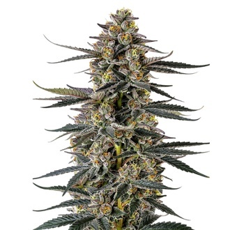 Triploid F1 Iced Sangria (Growers Choice) Feminiserade
