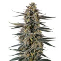 Triploid F1 Iced Sangria (Growers Choice) Feminiserade
