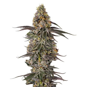 Triploid Sticky Wasabi (Growers Choice) feminiserade cannabisfr&ouml;n