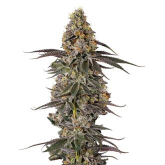 Triploid F1 Sticky Wasabi (Growers Choice) Feminiserade