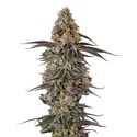 Triploid F1 Sticky Wasabi (Growers Choice) Feminiserade