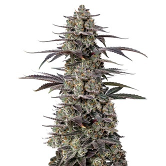 Triploid Tropicana Cherry (Growers Choice) feminiserade cannabisfr&ouml;n