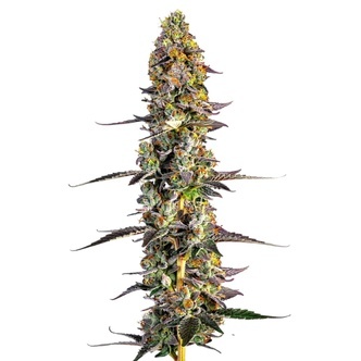 Unicorn Wagyu (Growers Choice) feminiserade cannabisfr&ouml;n