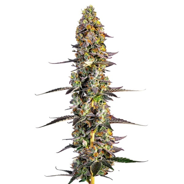 Unicorn Wagyu (Growers Choice) Feminiserade