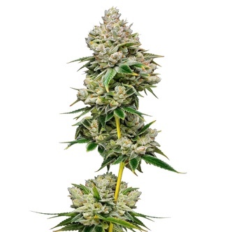 White Truffle (Growers Choice) feminiserade cannabisfr&ouml;n