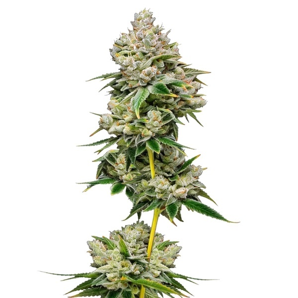 White Truffle limiterad utgåva (Growers Choice) Feminiserade