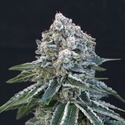 Death Roll (Exotic Seed) Feminiserade