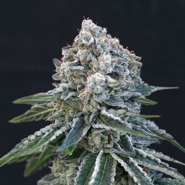 Death Roll (Exotic Seed) Feminiserade