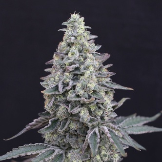Georgia Cream Auto (Exotic Seeds) feminiserade
