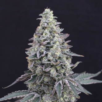 Georgia Cream Auto (Exotic Seed) Feminiserade