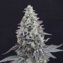 Georgia Cream Auto (Exotic Seed) Feminiserade