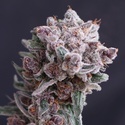 Tangie Smasher Auto (Exotic Seed) Feminiserade