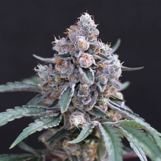Turbo Junky (Exotic Seed) feminiserade