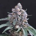 Turbo Junky (Exotic Seed) Feminiserade