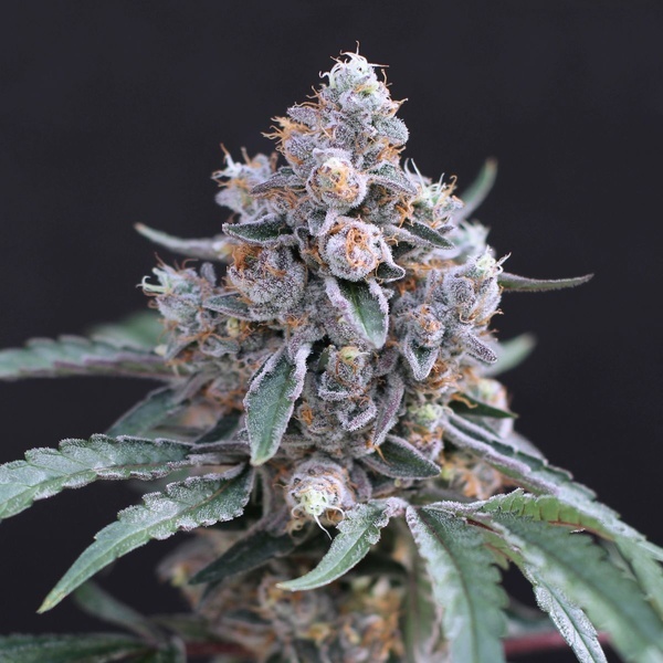 Turbo Junky (Exotic Seed) Feminiserade
